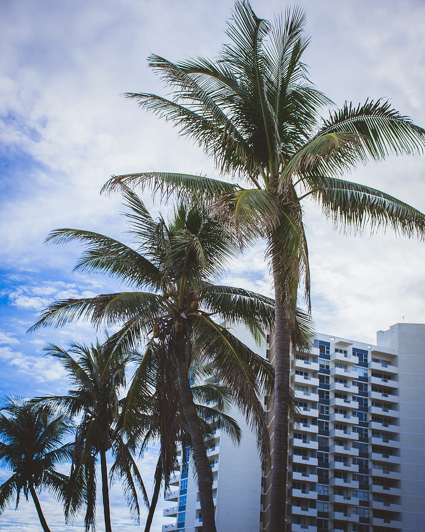 Tall Palm Trees Against Blue Sky and White Building