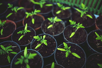 Young tomato seedlings in black nursery pots