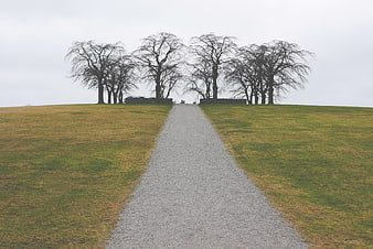 Gravel path leading to bare trees on a grassy hill