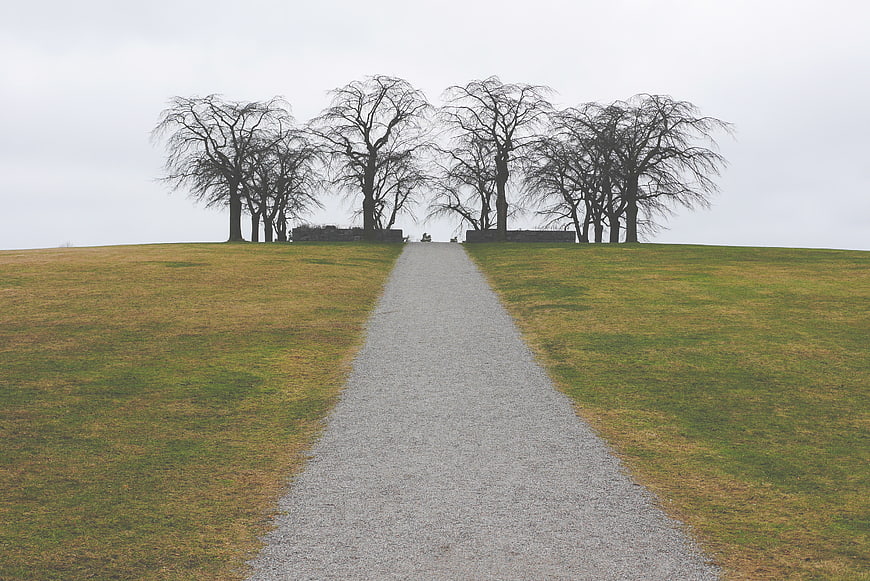 Gravel path leading to bare trees on a grassy hill