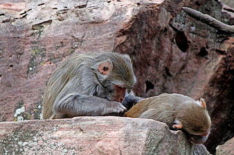 Baboon Grooming Another Primate on Rocky Outcrop
