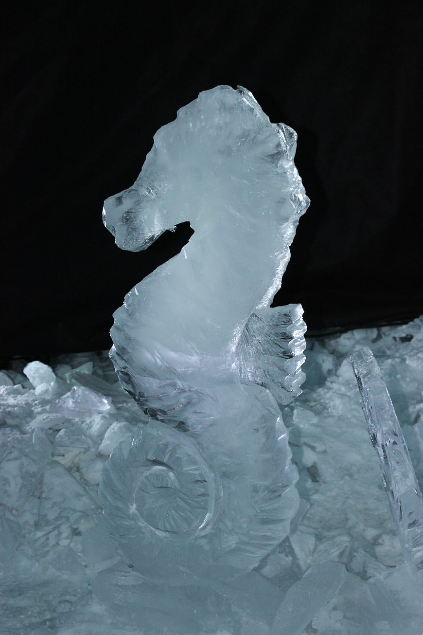 Detailed Ice Sculpture of a Seahorse on Black Background