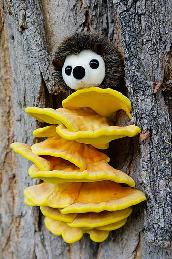 Cute Hedgehog Plushie Peeking From Yellow Tree Mushrooms