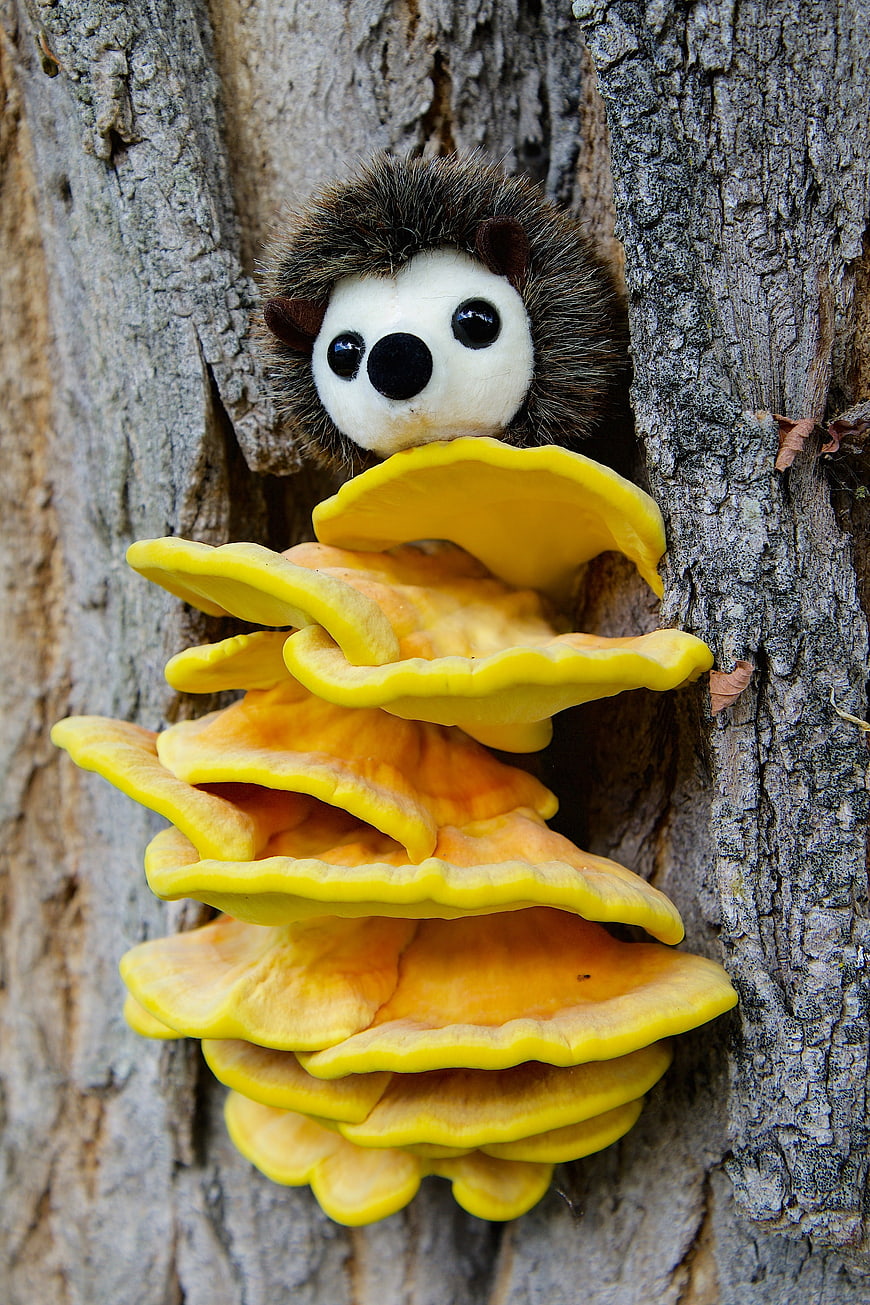 Cute Hedgehog Plushie Peeking From Yellow Tree Mushrooms