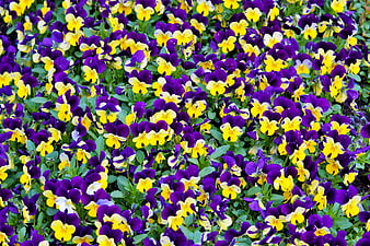 Vibrant Purple and Yellow Pansies in a Garden Bed