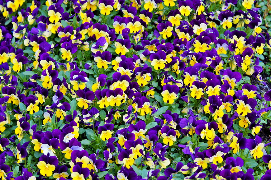 Vibrant Purple and Yellow Pansies in a Garden Bed
