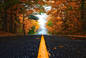 Low angle view of asphalt road with yellow line in autumn forest