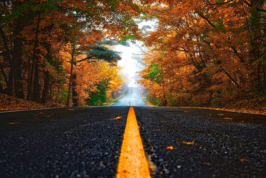 Low angle view of asphalt road with yellow line in autumn forest