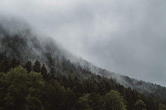 Misty mountain forest landscape with fog and evergreen trees