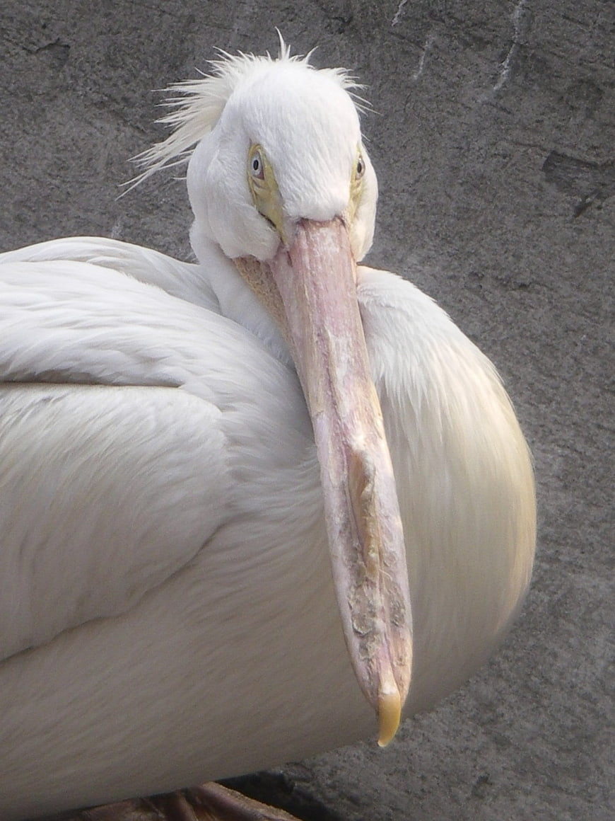 Close-up portrait of a white pelican with textured beak