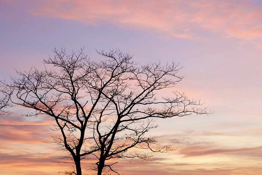 Silhouette of bare tree branches against pink sunset sky