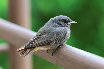 Small gray bird perched on wooden railing with green background