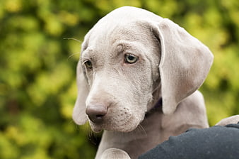 Close-up portrait of a Weimaraner puppy with green eyes