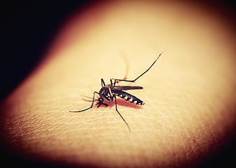 Close-up of a mosquito biting human skin