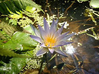 Purple Water Lily Floating on Pond Surface