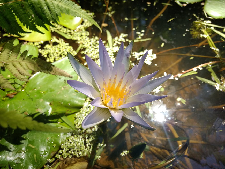 Purple Water Lily Floating on Pond Surface