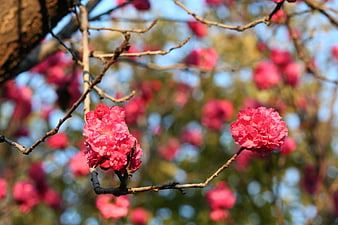 Vibrant Pink Blossoms on Branches with Blurred Background