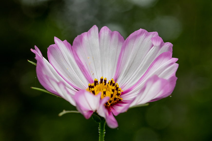 Close-up of pink and white cosmos flower with yellow center