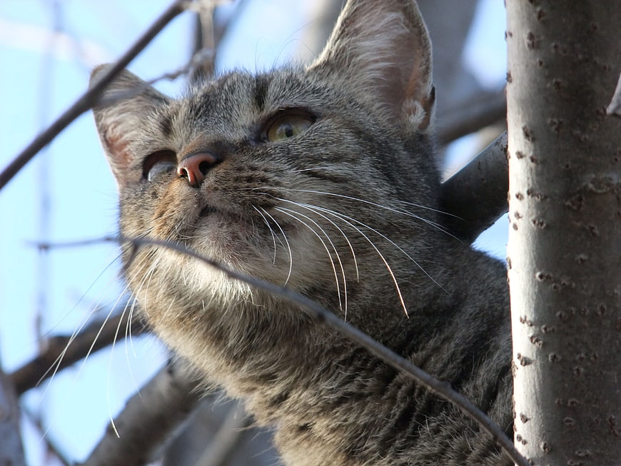 Close-up of a gray tabby cat looking up in a tree