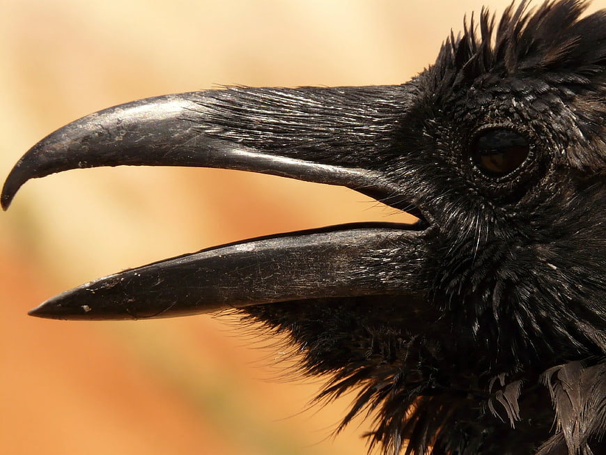Close-up of a black crow with open beak