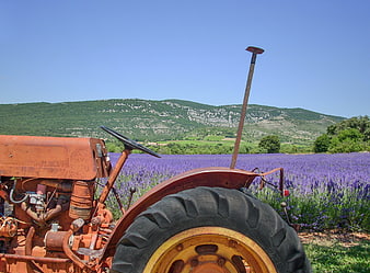 Vintage rusty tractor in blooming lavender field