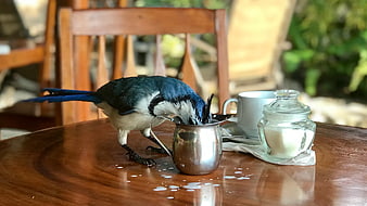 Blue Jay drinking milk from metal pitcher on wooden table
