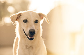 Happy White Dog Portrait in Golden Sunlight