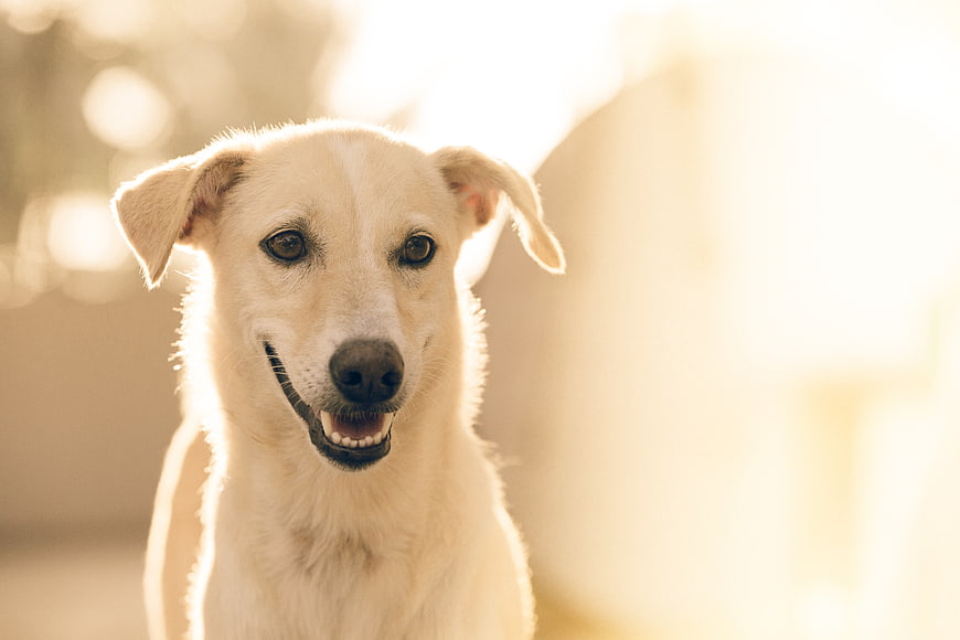 Happy White Dog Portrait in Golden Sunlight