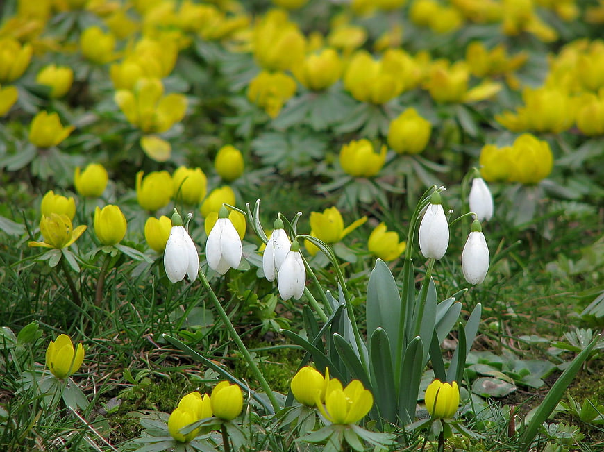 White Snowdrops and Yellow Winter Aconite Blooming in Spring