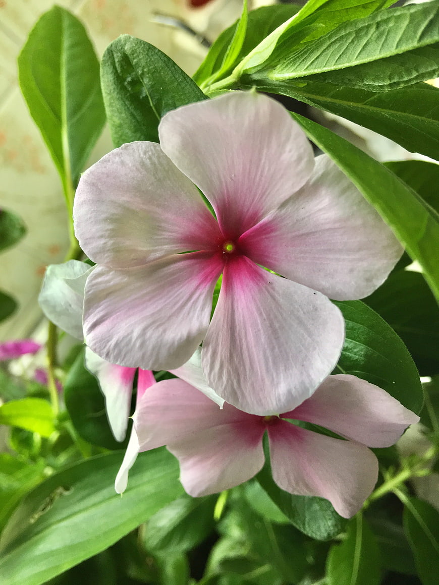 Close-up of Pink and White Periwinkle Flower with Green Leaves