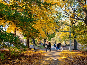 People Walking and Cycling on Autumn Park Path