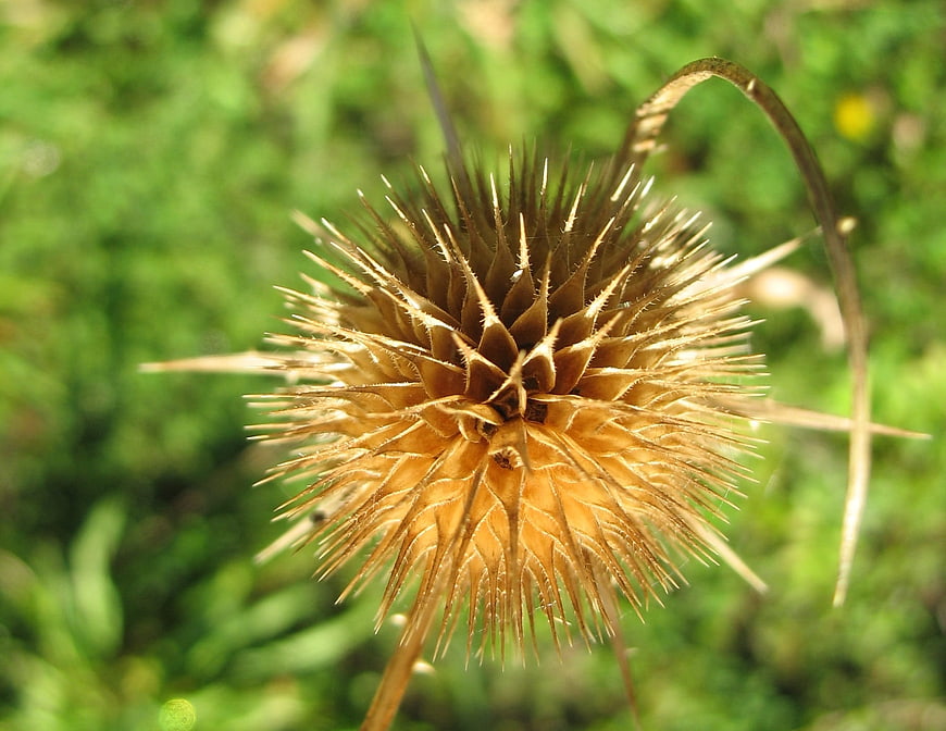 Close-up of dried thistle seed head in autumn