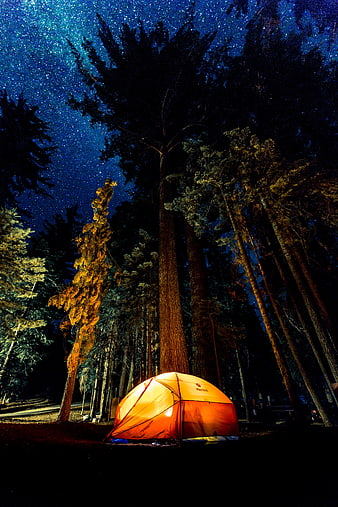 Glowing orange tent under starry night sky in forest