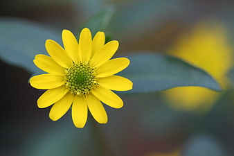 Close-up of a bright yellow flower with green center