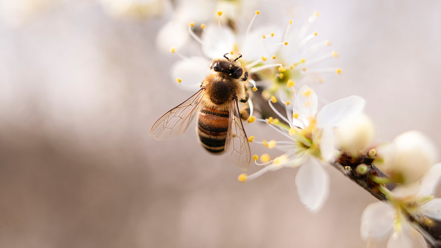Honeybee Pollinating White Blossoms on Branch