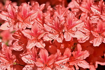 Close-up of vibrant pink rhododendron flowers in full bloom