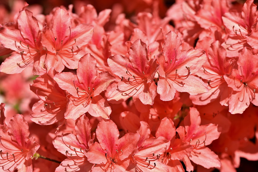 Close-up of vibrant pink rhododendron flowers in full bloom