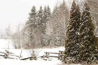 Snowy winter landscape with evergreen trees and wooden fence