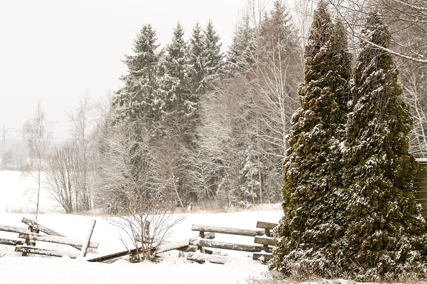 Snowy winter landscape with evergreen trees and wooden fence