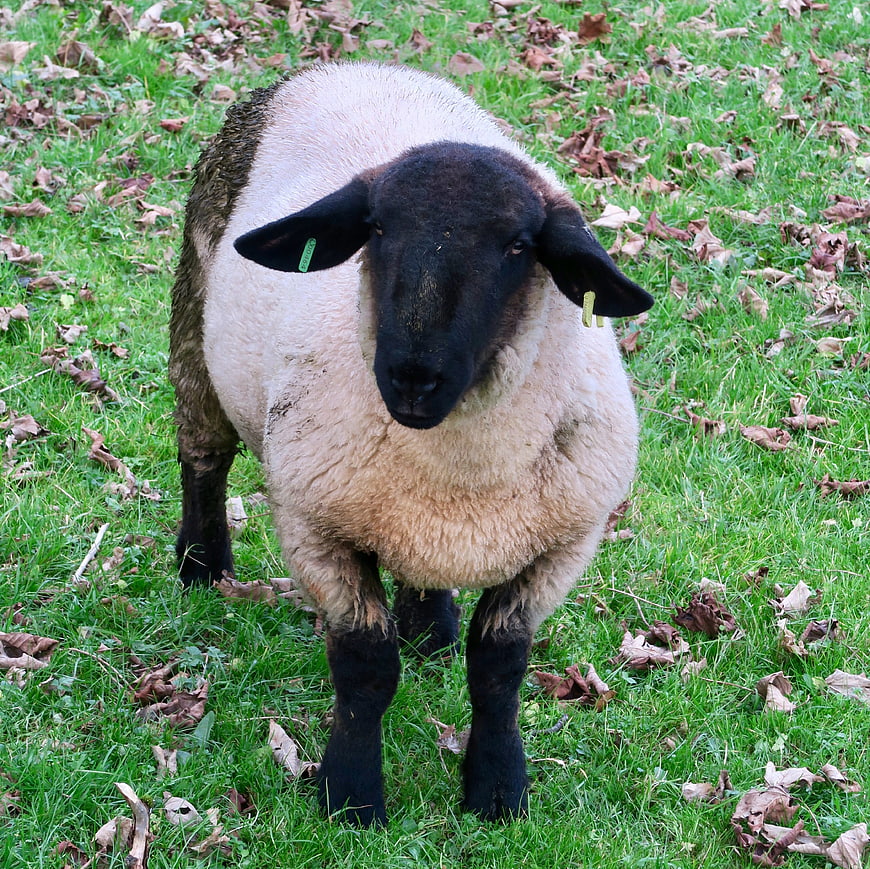 Black-faced sheep standing in a grassy field with fallen leaves