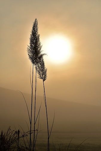 Silhouette of tall grass against a hazy sunrise