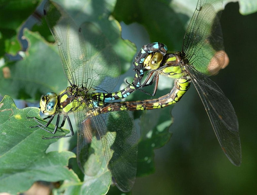 Two Dragonflies Mating on Green Leaf