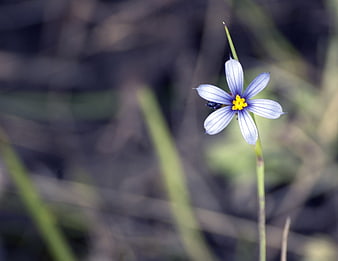Close-up of delicate blue wildflower with yellow center