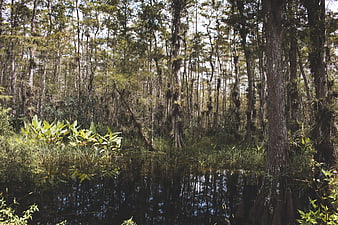 Serene Cypress Swamp Forest with Dark Reflective Water