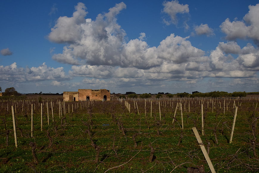 Rustic vineyard landscape with old brick ruins and blue sky