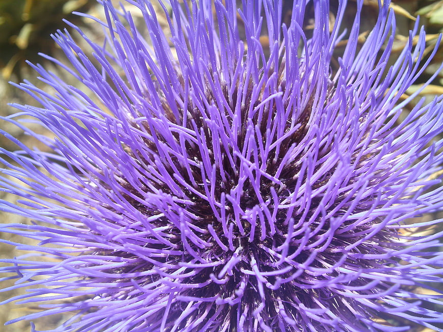 Close-up of purple thistle flower with spiky petals