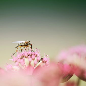 Macro shot of a fly on a pink flower
