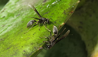 Macro shot of two wasps on a green leaf