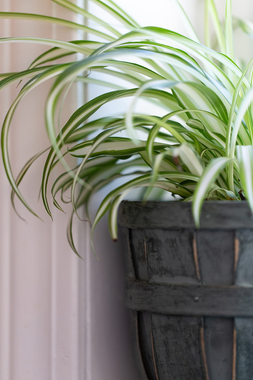 Variegated Spider Plant in Rustic Wooden Planter