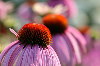 Close-up of purple coneflower with orange center